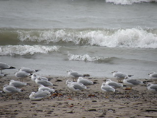 Bradstreet's Gulls by Penny O'Connor
