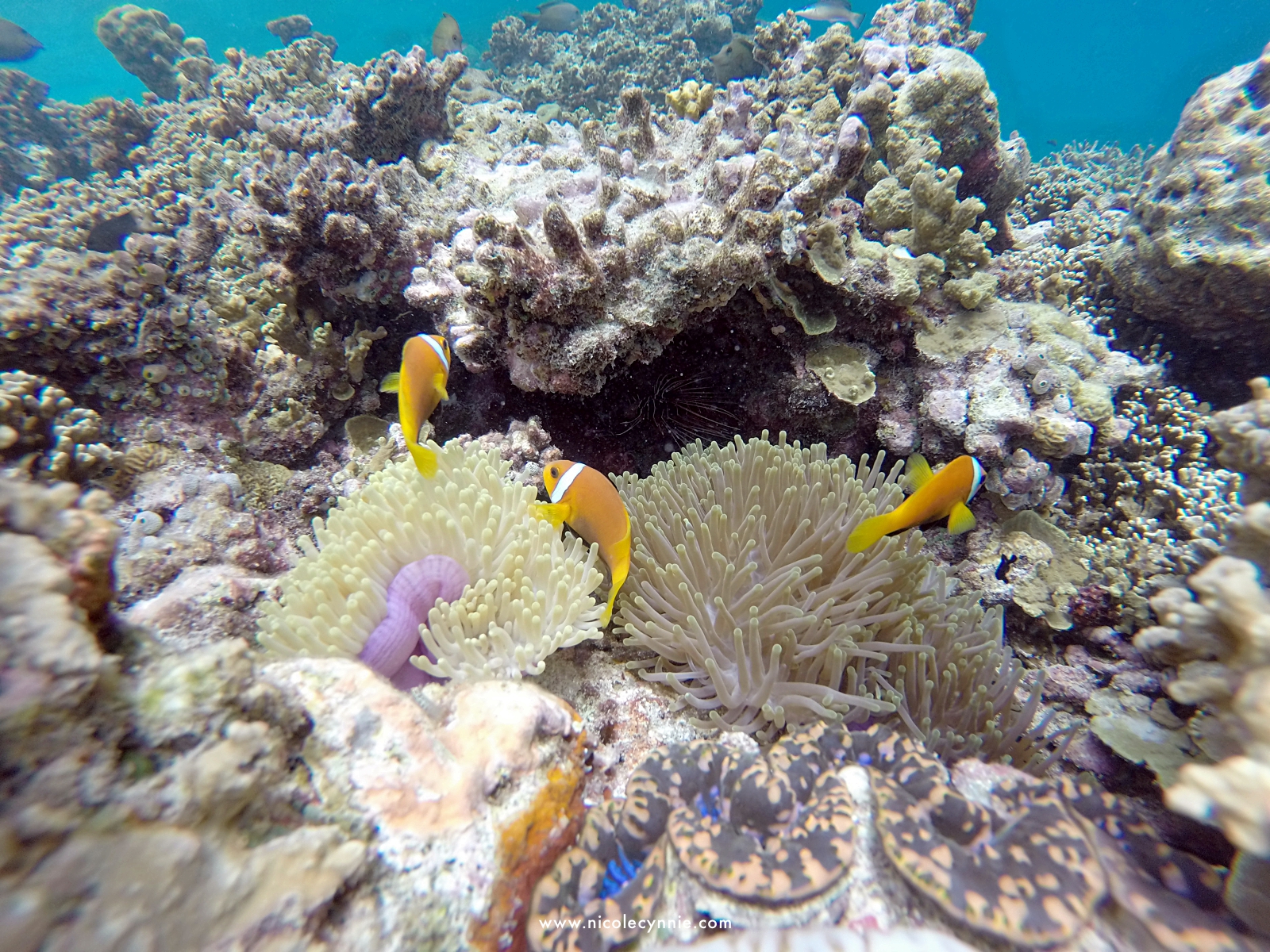 Nicole Cynnie | Surfing @ Turtle Reef, Maldives 5