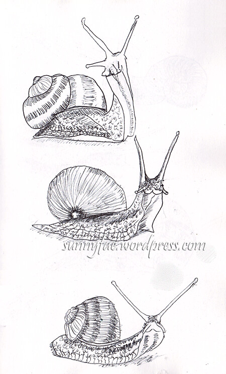 snail-sketch-1