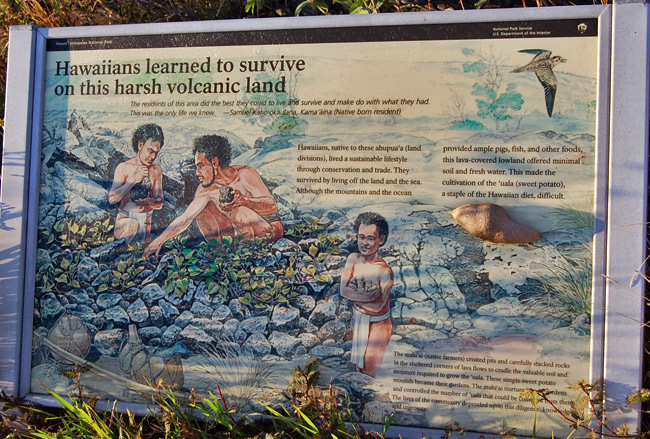 hawaiians-survive-volcanic-land