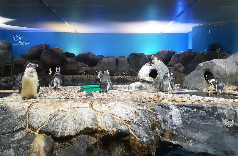 langkawi underwater world penguins