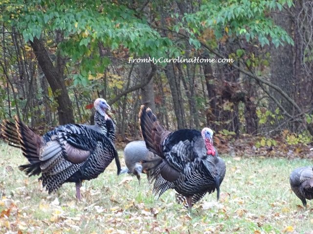 November Turkeys at From My Carolina Home