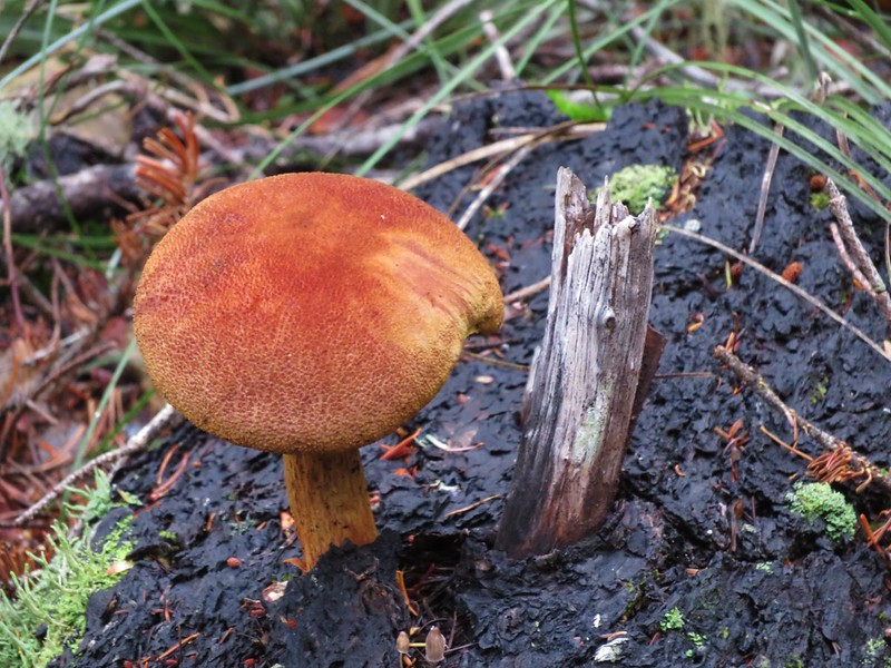 Mushroom on a log