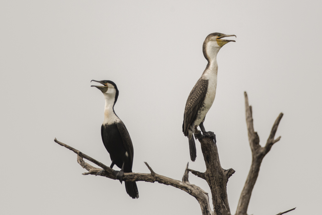 White-breasted Cormorant  The Gambia 2016
