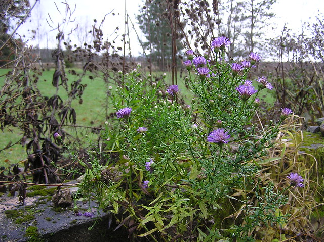 Very late autumn aster