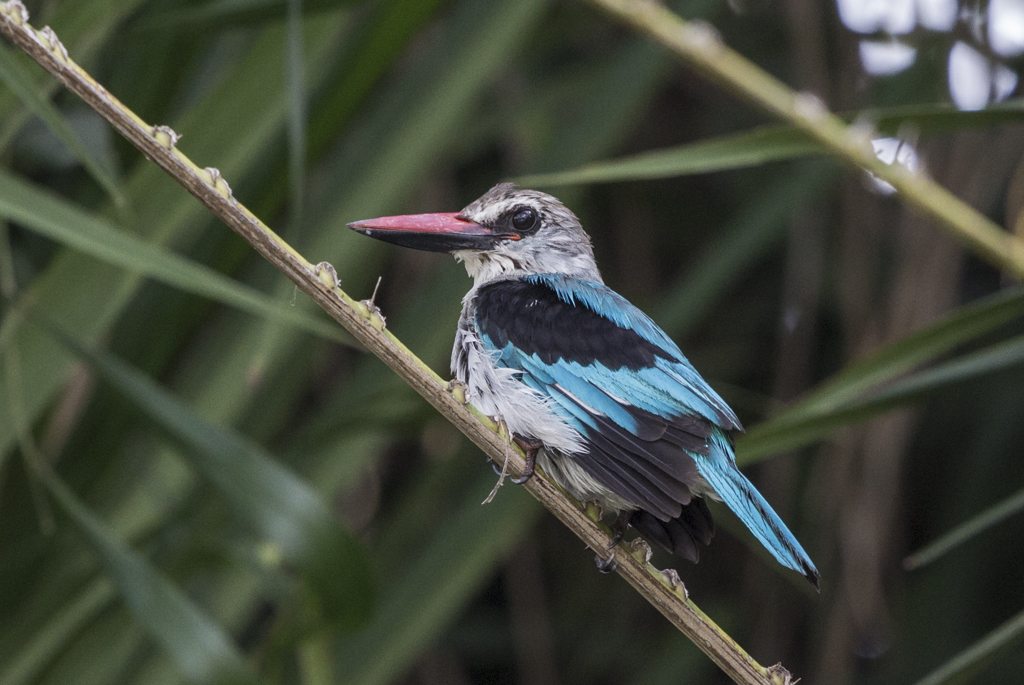 Woodland Kingfisher   Gambia 2016