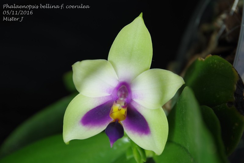Phalaenopsis bellina f. coerulea 30751026756_3799447b78_c