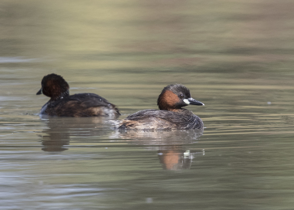 Little Grebe The Gambia 2016-5