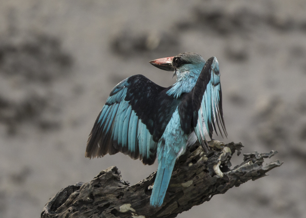 Blue-breasted Kingfisher   Gambia 2016