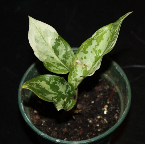 variegated Aglaonema, possibly Aglaonema 'Manila'