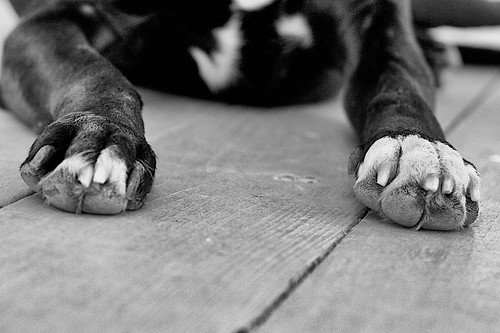 2013/365/168 All Paws