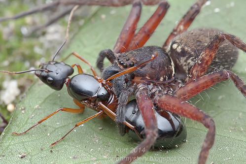 Huntsman with Camponotus ant queen prey IMG_0851 copy