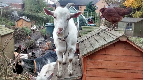 billy goat Oct 16 2