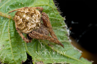 Orb Web Spider (Neoscona sp.) - DSC_7254