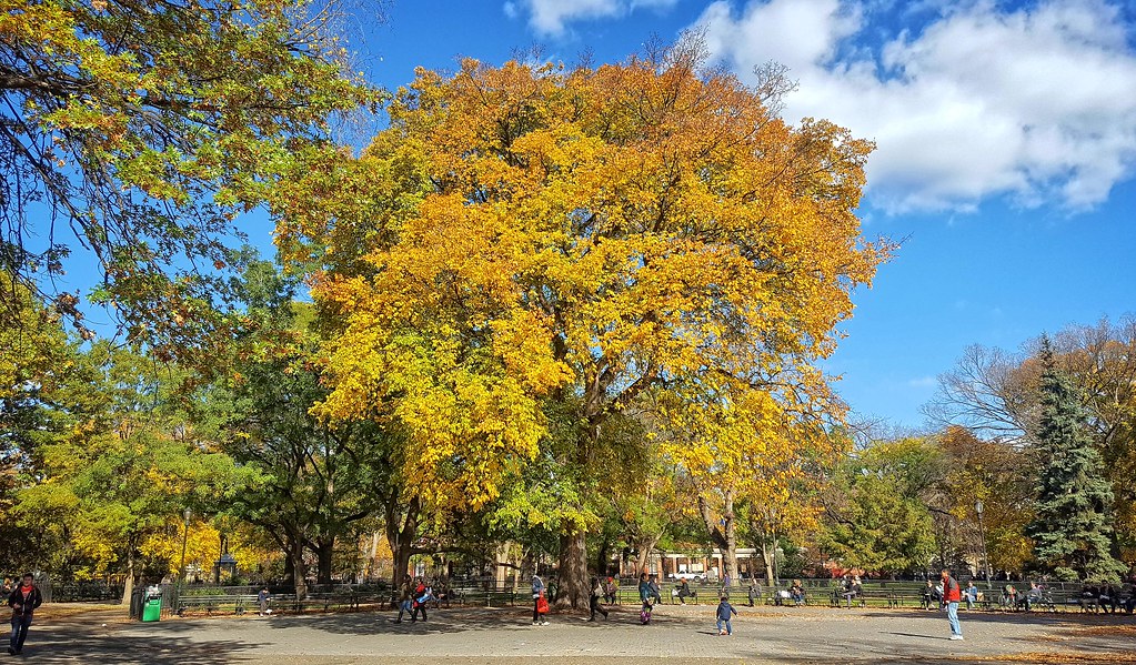 Fall foliage in Tompkins Square