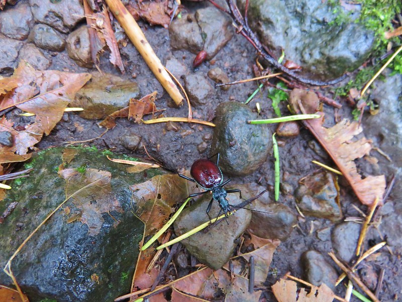 Beatle on the Gorge Trail
