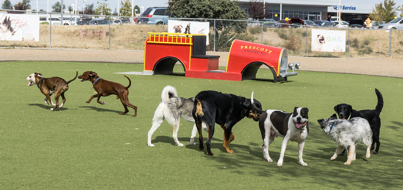 Dogs at Play 1