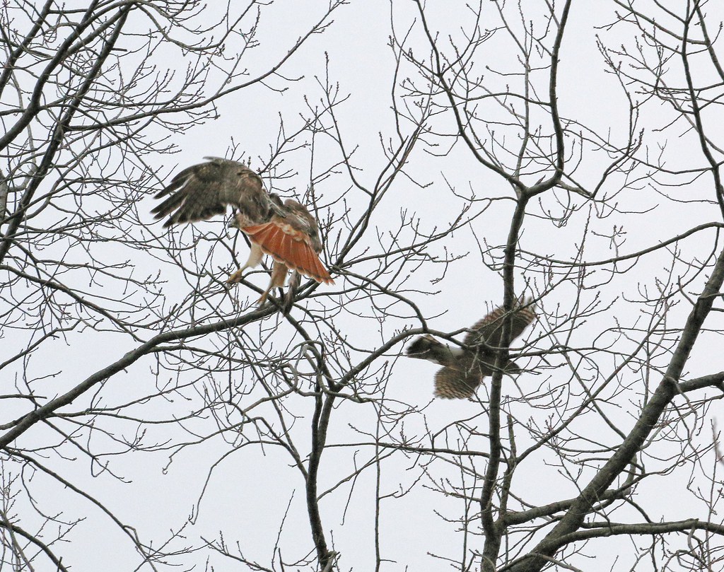 Red-tail and Cooper's hawks