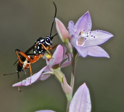 Black and White Striped Ichneumen wasp of Gotra species