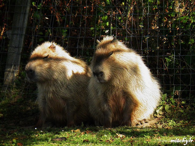 Capybara Pair
