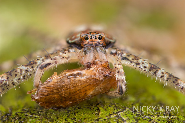 Huntsman Spider (Pandercetes sp.) - DSC_8543