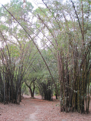 Bamboo stand