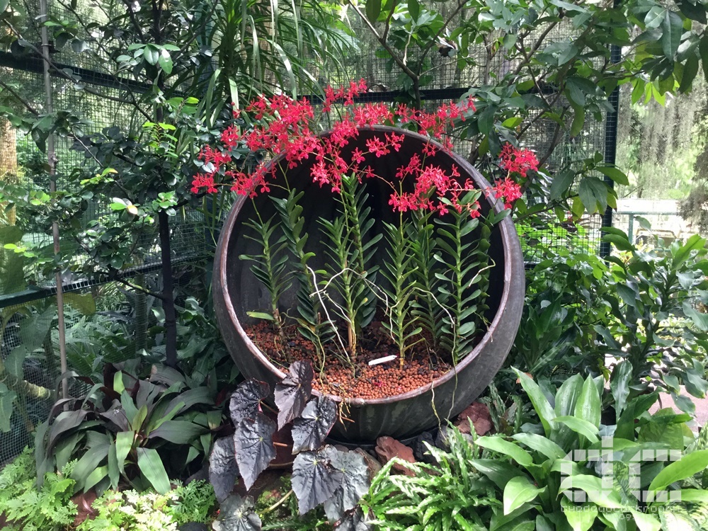 botanic gardens, places of interest, singapore, singapore botanic gardens, unesco,  where to go in singapore, national orchid garden,misthouse,tan hoon siang misthouse