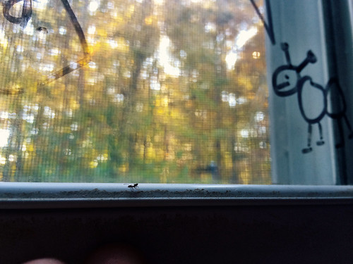 Ants on Bedroom Window (November 6 2015)