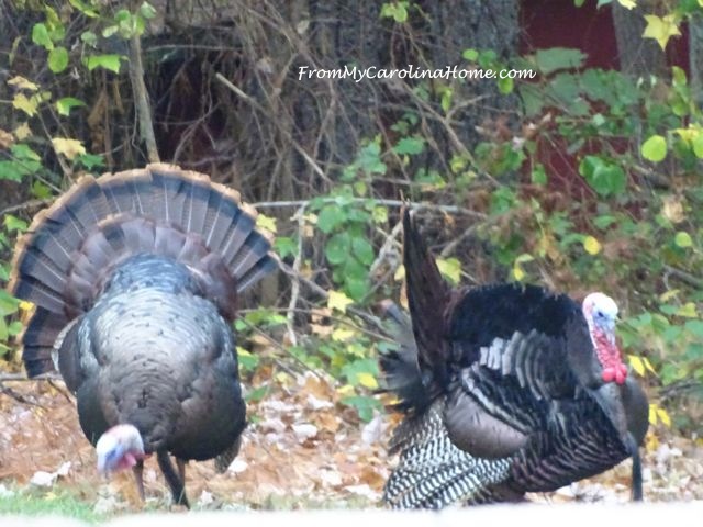 November Turkeys at From My Carolina Home