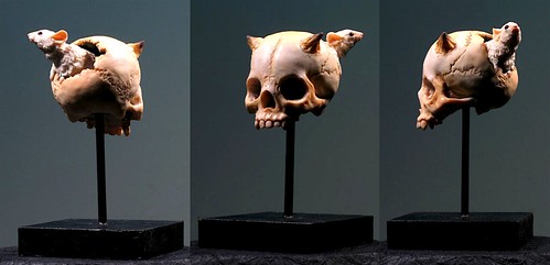 “Forgotten Specimens” by Forest Rogers