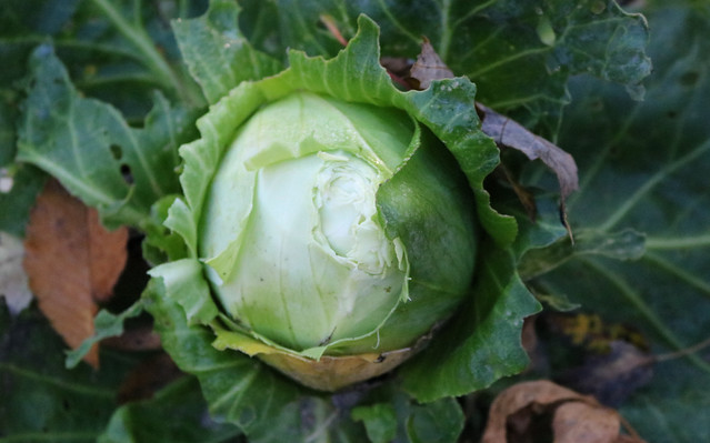 round cabbage from above, with the left half peeled back and chewed