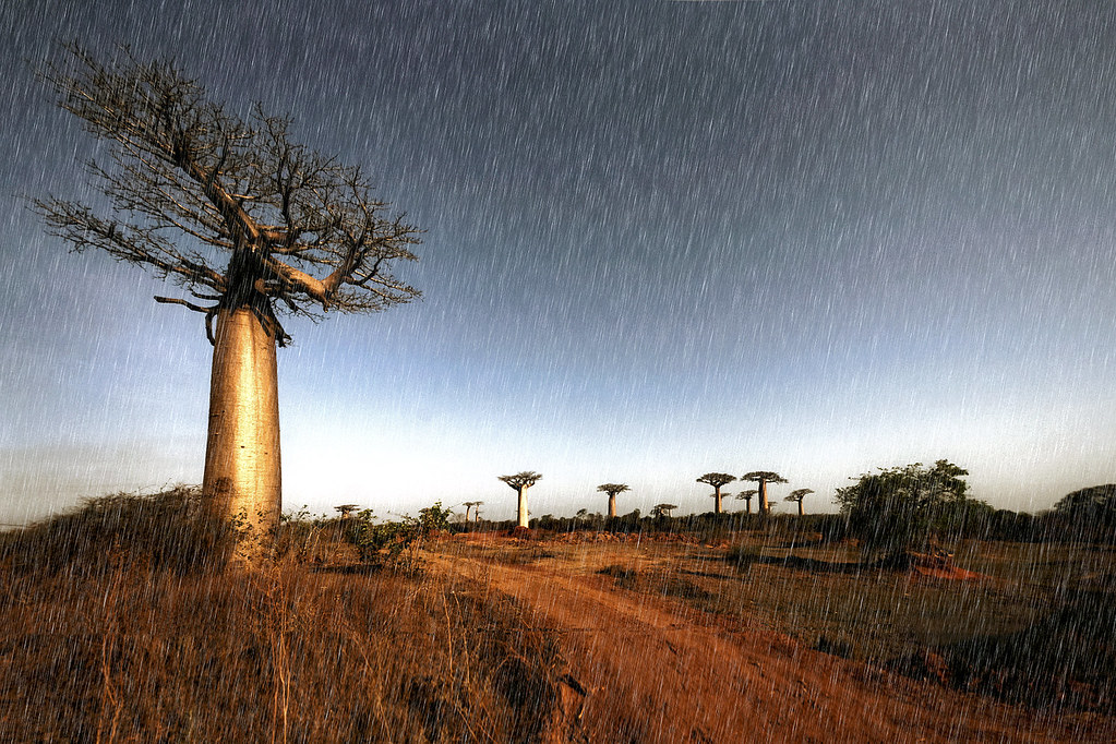 Baobabs in the rain