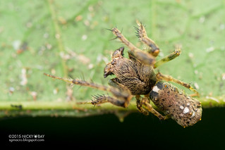 Orb weaver spider (Wagneriana sp.) - DSC_1823