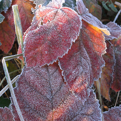 red frost