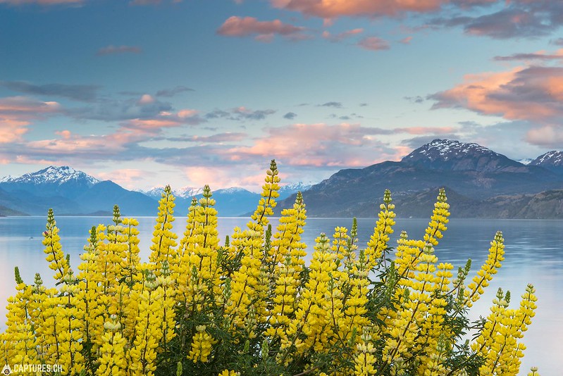 Yellow lupines - Puerto Río Tranquilo