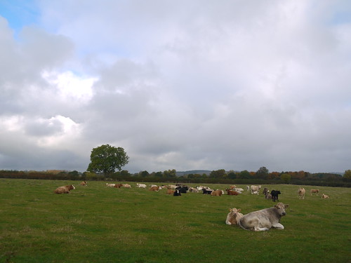 Northamptonshire fields