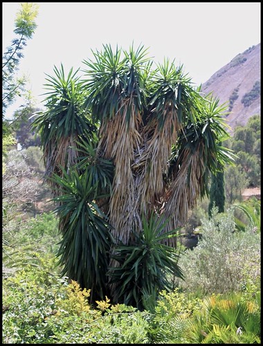 Yucca elephantipes - Yucca gigantea - Yucca guatemalensis - Page 2 21982987788_12ce3d4dec