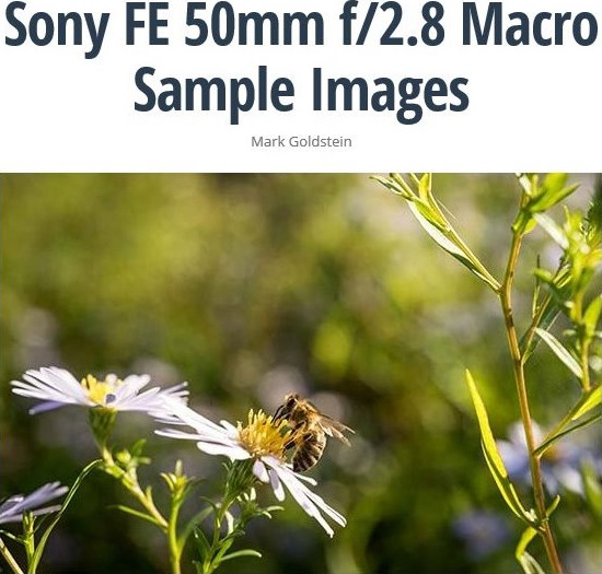 ソニー FE 50mm F2.8 マクロ サンプル画像
