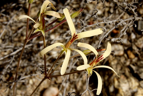 Pelargonium pallidoflavum, sect. Hoarea
