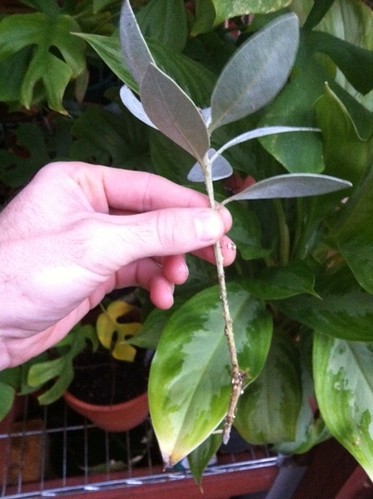 Silver Buttonwood cutting with one root starting