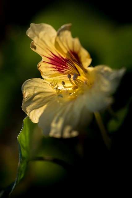 Nasturtium back lit