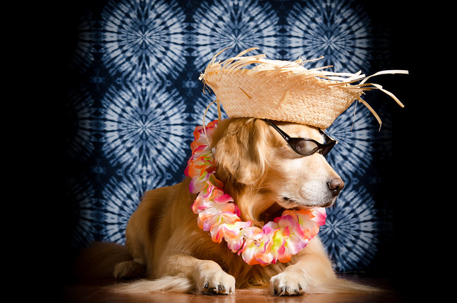 Dog in a Beach Hat