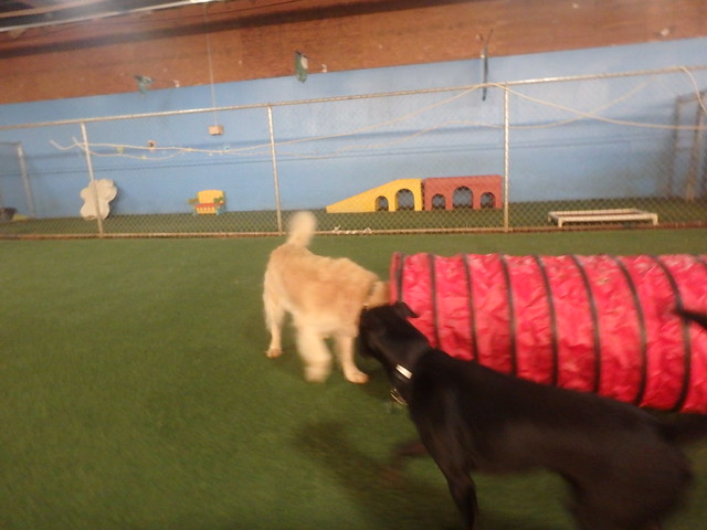 11/11/16 "Try A Tunnel" Agility Play!
