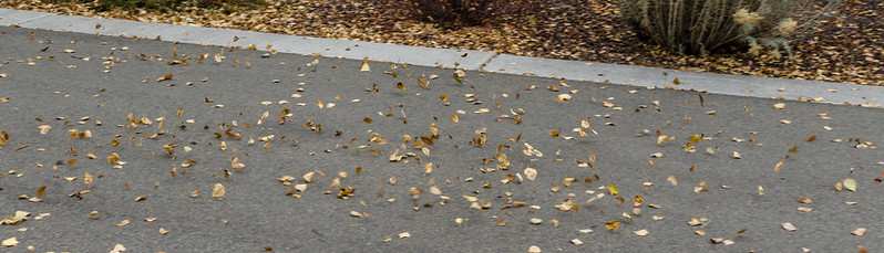 Leaves in Motion