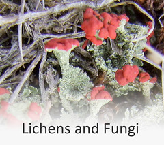 Lichens and Fungi