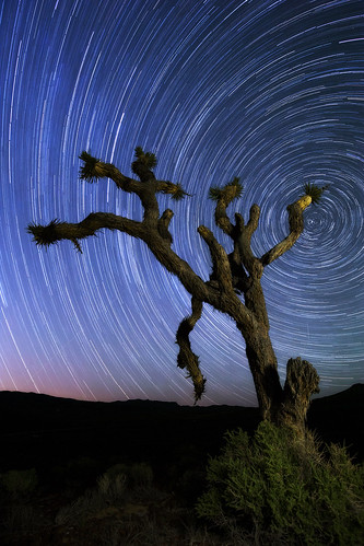 Joshua Tree Star Trails - Death Valley National Park