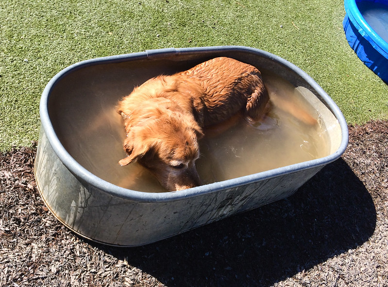 Golden Retriever Bathing at Dog Park