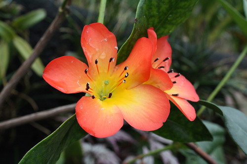Rhododendron pretty_lady