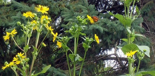 zoomed-in photo of a small orange butterfly from the side, on a yellow flower