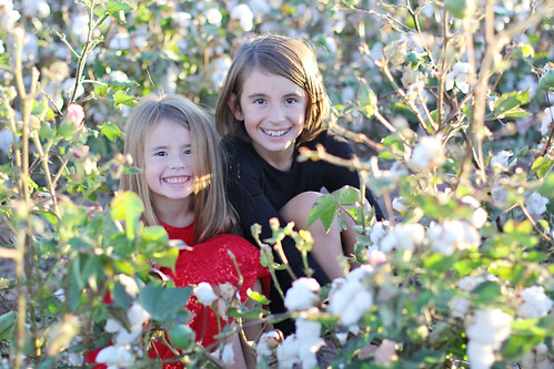Cotton Fields